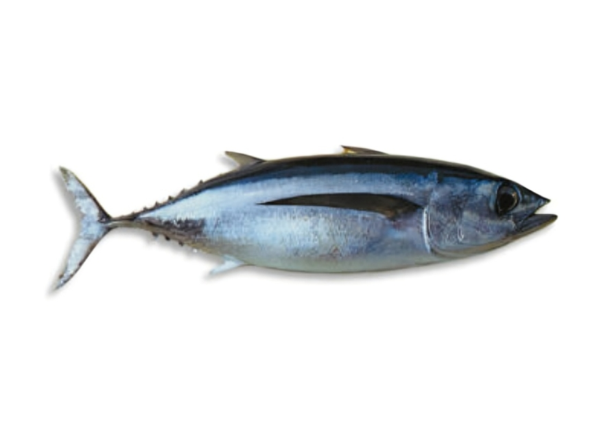 Blue and silver fish on white background.