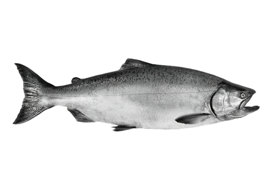 Salmon fish isolated on white background.