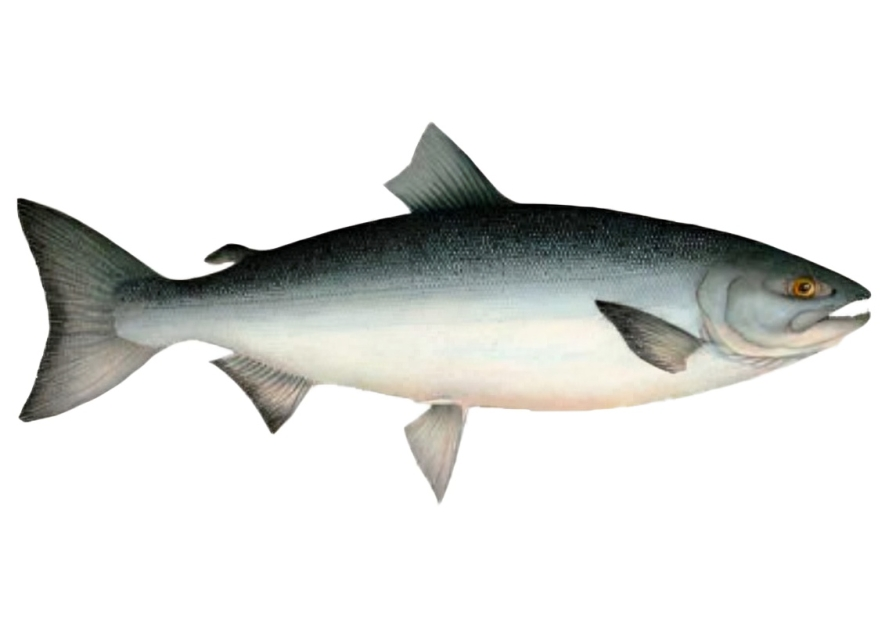 Illustration of a fish on white background.